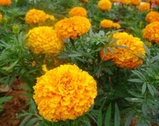 菊花什么时候开花季节,菊花种类和开花时间大全