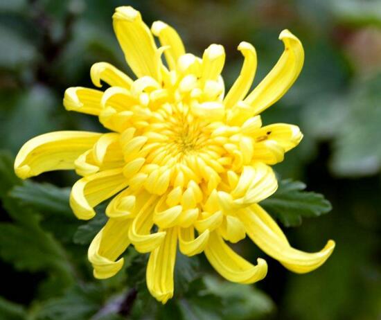 菊花什么时候开花季节,菊花种类和开花时间大全