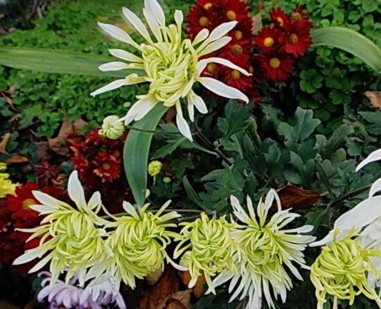 菊花什么时候开花季节,菊花种类和开花时间大全