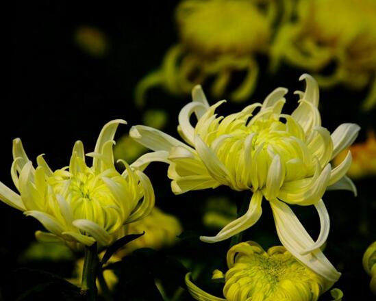 菊花什么时候开花季节,菊花种类和开花时间大全