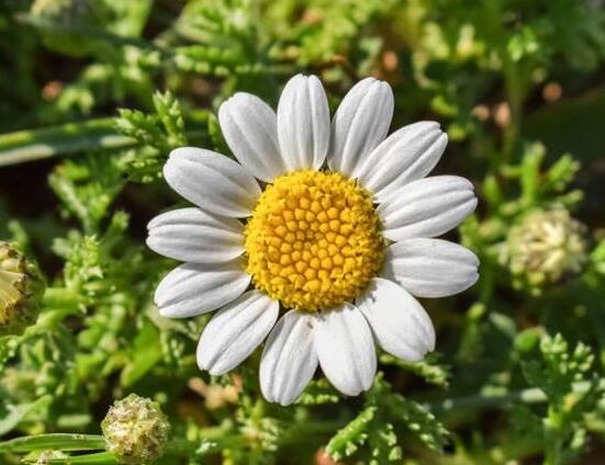菊花什么时候开花季节,菊花种类和开花时间大全