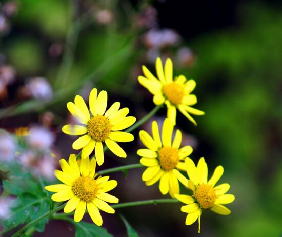 菊花什么时候开花季节,菊花种类和开花时间大全