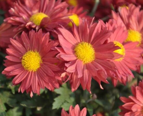 菊花什么时候开花季节,菊花种类和开花时间大全