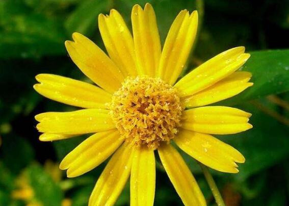 蟛蜞菊的功效与作用，内服解毒抑菌/外用治疗疮疖