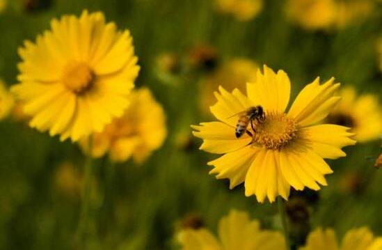 蟛蜞菊的功效与作用，内服解毒抑菌/外用治疗疮疖