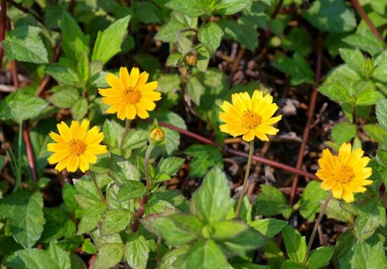 蟛蜞菊的功效与作用，内服解毒抑菌/外用治疗疮疖
