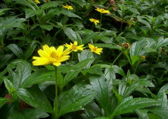 蟛蜞菊的功效与作用，内服解毒抑菌/外用治疗疮疖