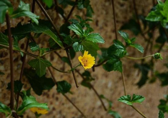 蟛蜞菊的功效与作用，内服解毒抑菌/外用治疗疮疖