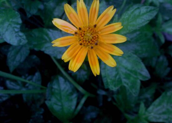 蟛蜞菊的功效与作用，内服解毒抑菌/外用治疗疮疖