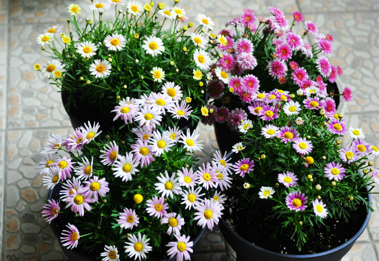 蓝目菊的养殖办法，4个步骤帮你养出美丽的蓝目菊