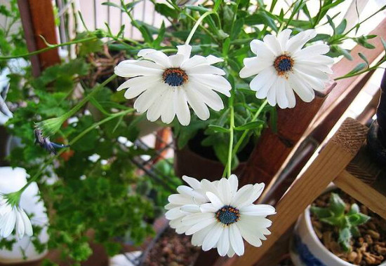 蓝目菊的养殖办法，4个步骤帮你养出美丽的蓝目菊