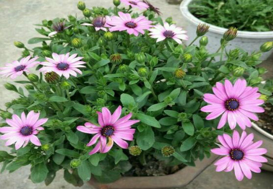 蓝目菊的养殖办法，4个步骤帮你养出美丽的蓝目菊