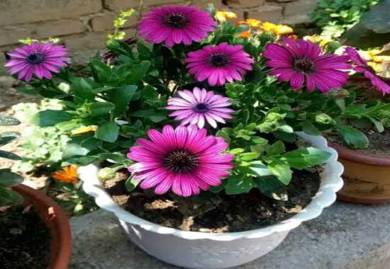 蓝目菊的养殖办法，4个步骤帮你养出美丽的蓝目菊