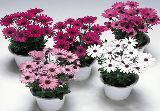 蓝目菊的养殖办法，4个步骤帮你养出美丽的蓝目菊