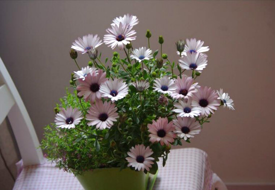 蓝目菊的养殖办法，4个步骤帮你养出美丽的蓝目菊