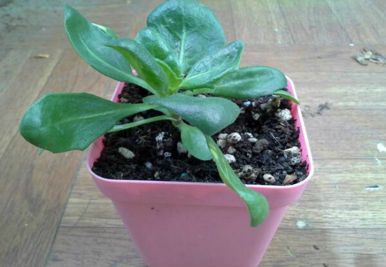 蓝目菊的养殖办法，4个步骤帮你养出美丽的蓝目菊