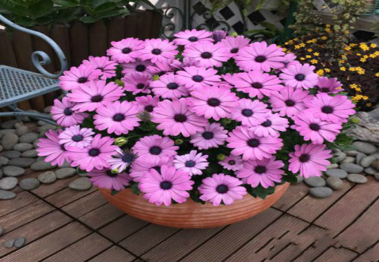 蓝目菊的养殖办法，4个步骤帮你养出美丽的蓝目菊