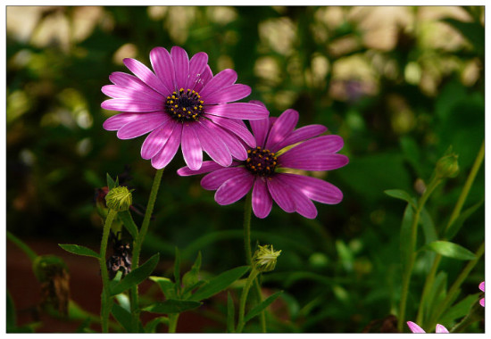 蓝目菊花谢后如何处理,可扦插可重新播种(常用扦插法)