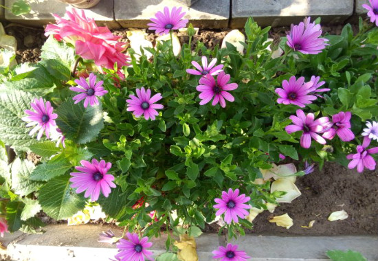 蓝目菊花谢后如何处理,可扦插可重新播种(常用扦插法)