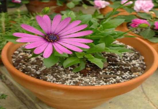 蓝目菊花谢后如何处理,可扦插可重新播种(常用扦插法)