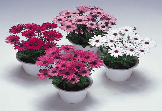 蓝目菊花谢后如何处理,可扦插可重新播种(常用扦插法)