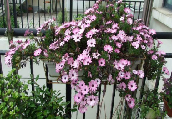 蓝目菊花谢后如何处理,可扦插可重新播种(常用扦插法)