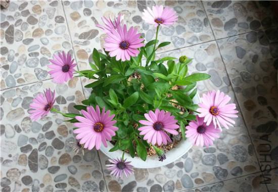 蓝目菊花谢后如何处理,可扦插可重新播种(常用扦插法)