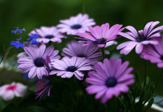 蓝目菊花谢后如何处理,可扦插可重新播种(常用扦插法)