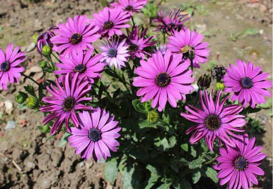 蓝目菊花谢后如何处理,可扦插可重新播种(常用扦插法)