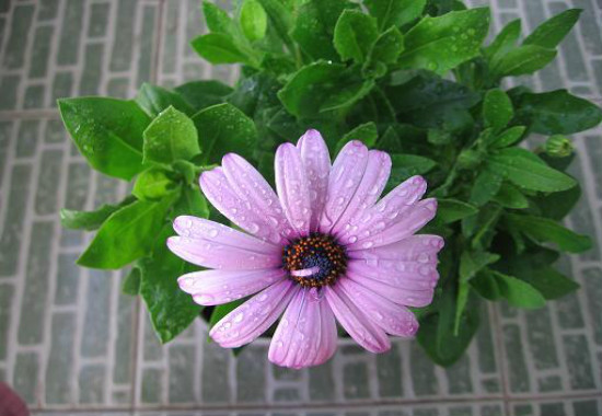 蓝目菊花谢后如何处理,可扦插可重新播种(常用扦插法)