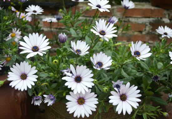 蓝目菊花谢后如何处理,可扦插可重新播种(常用扦插法)