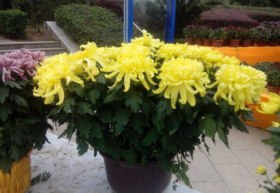 菊花可以放在卧室吗，不可以/菊花属阴性植物