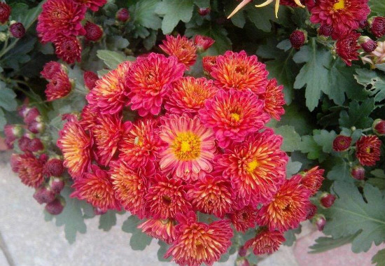 菊花可以放在卧室吗，不可以/菊花属阴性植物