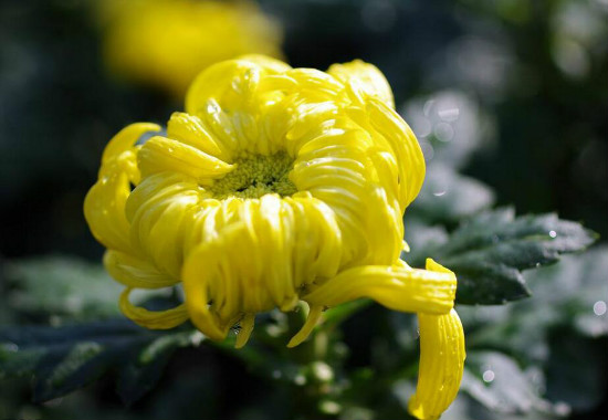 菊花可以放在卧室吗，不可以/菊花属阴性植物