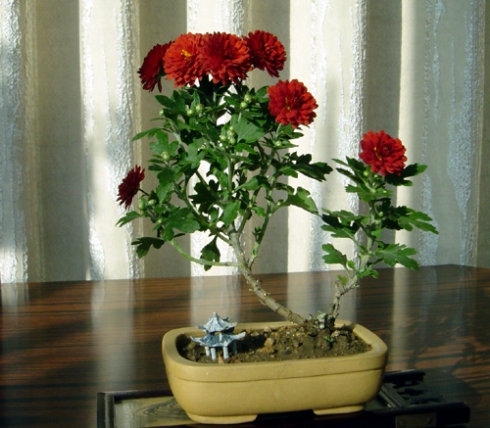 菊花春季如何养,四个步骤帮你养出美丽的菊花