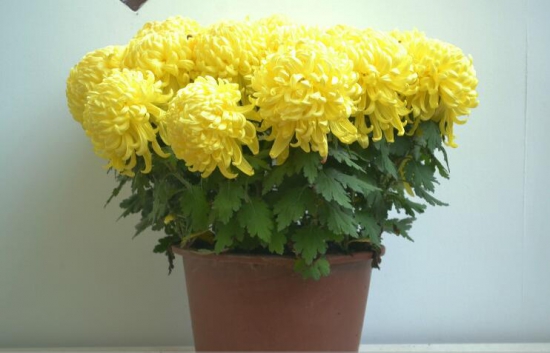 菊花春季如何养,四个步骤帮你养出美丽的菊花