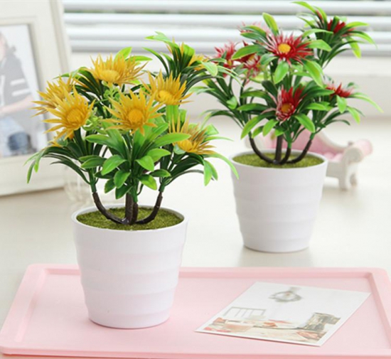 菊花春季如何养,四个步骤帮你养出美丽的菊花