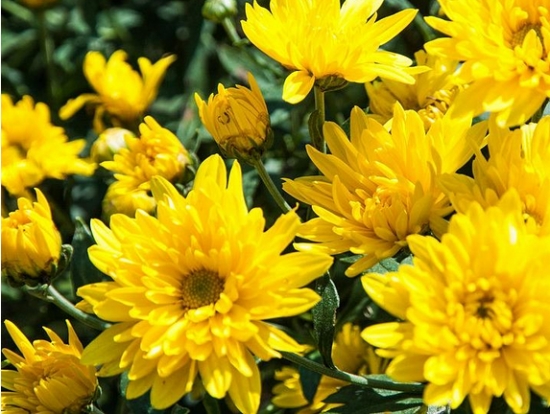 菊花夏季如何养 菊花夏季如何养:散光养护需通风