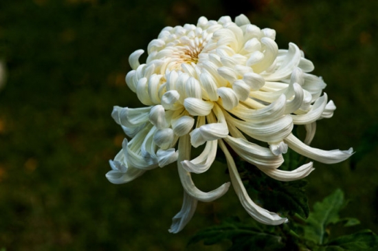 菊花的10个保健功能：秋季吃秋菊养生