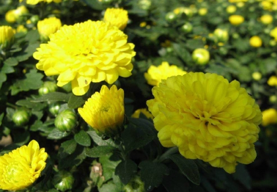 国庆菊的养殖办法：坚持不干不浇的原则