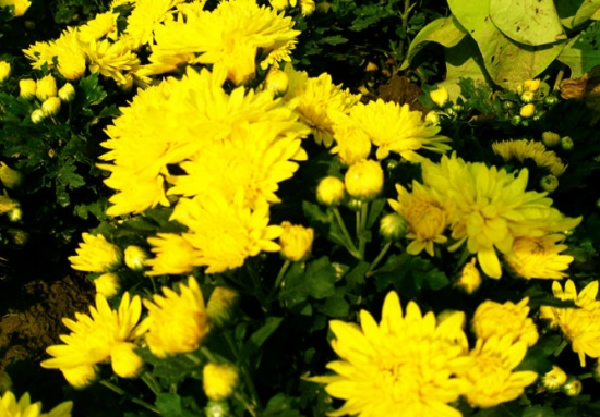 国庆菊的养殖办法：坚持不干不浇的原则