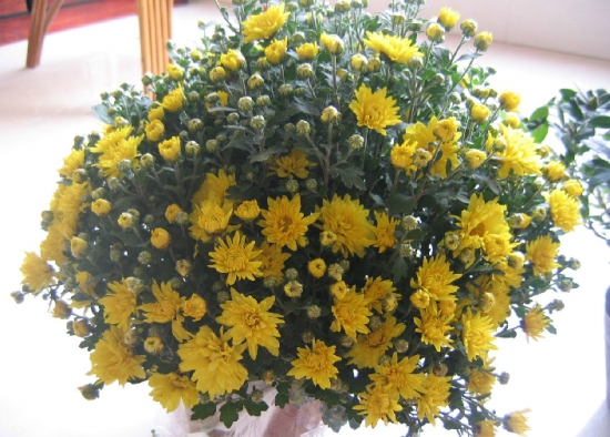 国庆菊的养殖办法：坚持不干不浇的原则