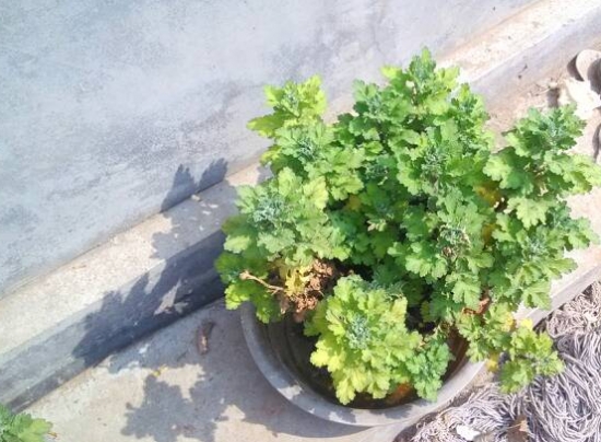 菊花叶子发黄如何办：叶子发黄的原因分析及处理办法