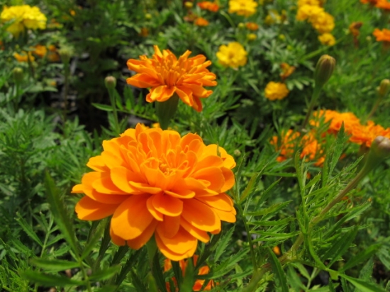 菊花叶子发黄如何办：叶子发黄的原因分析及处理办法