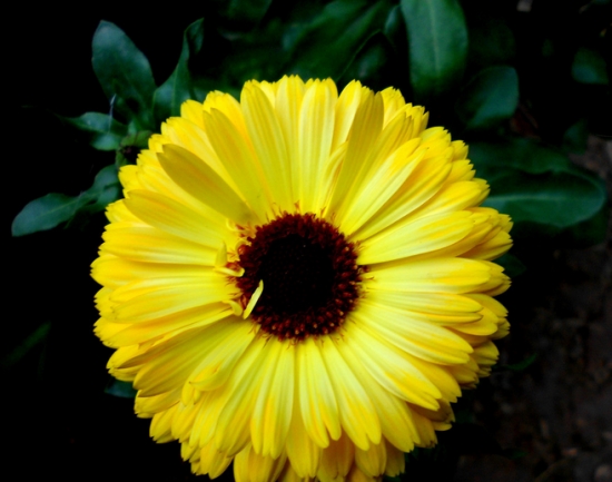 菊花叶子发黄如何办：叶子发黄的原因分析及处理办法