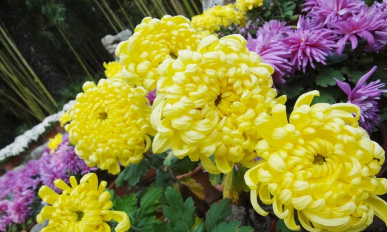 菊花的养殖办法和留意事项：喜肥沃而排水良好的沙壤土