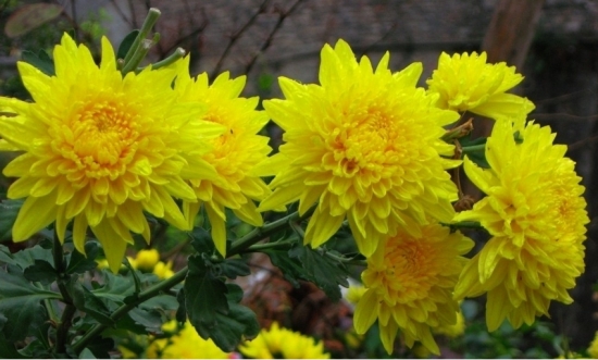 菊花的养殖办法和留意事项：喜肥沃而排水良好的沙壤土