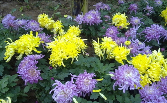 菊花的养殖办法和留意事项：喜肥沃而排水良好的沙壤土