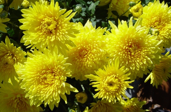 菊花 菊花茶的价格:普通菊花15元/斤左右,杭菊较贵大约40元/斤