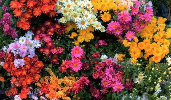 菊花的标志意义：清净、高尚、长命、吉利、我喜爱你、真情。​